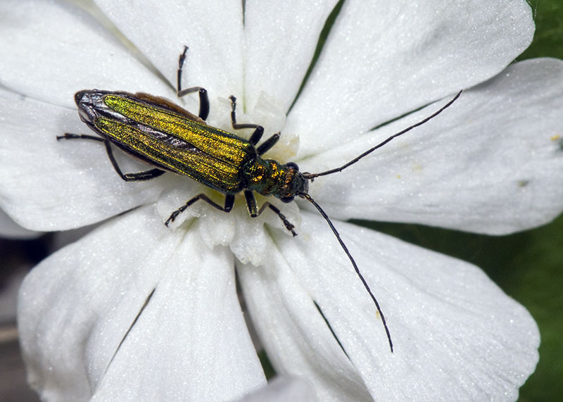 Oedemeridae:  femmina di Oedemera nobilis